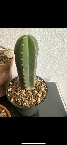 Customer photo review of San Pedro Cactus | Trichocereus (Echinopsis) Pachanoi