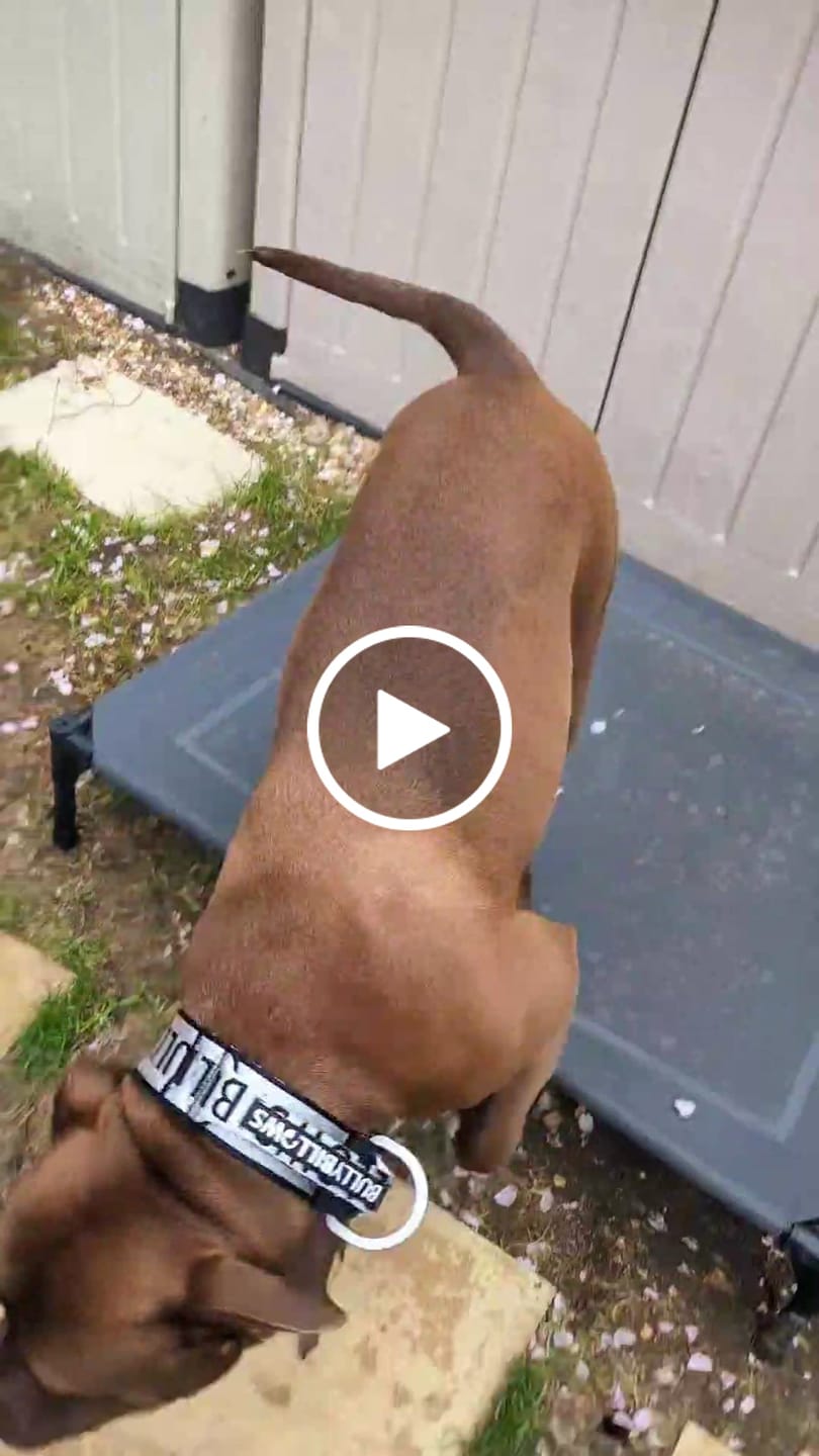 Customer video review of Dog Tennis Balls