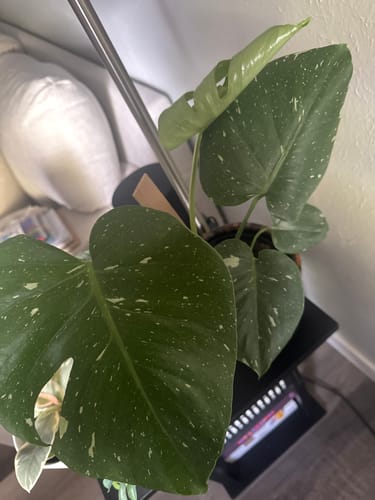 Customer photo review of Plant Food