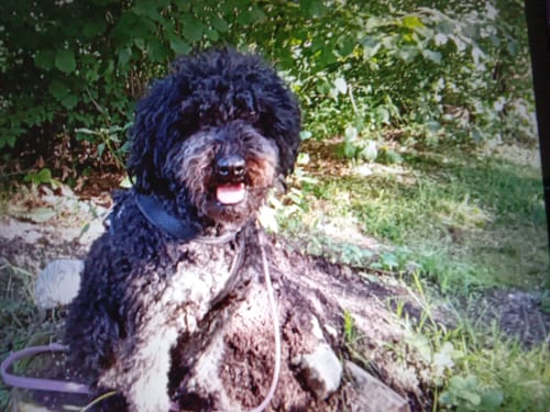 Customer photo review of Emmalove - Tierfreundliches Anti-Bell Halsband