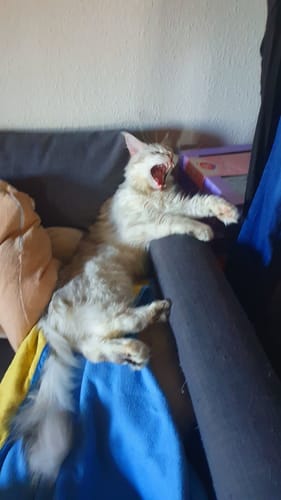 Avis photo d'un client sur Croquettes Maine Coon Stérilisé Sans Céréales - Poulet
