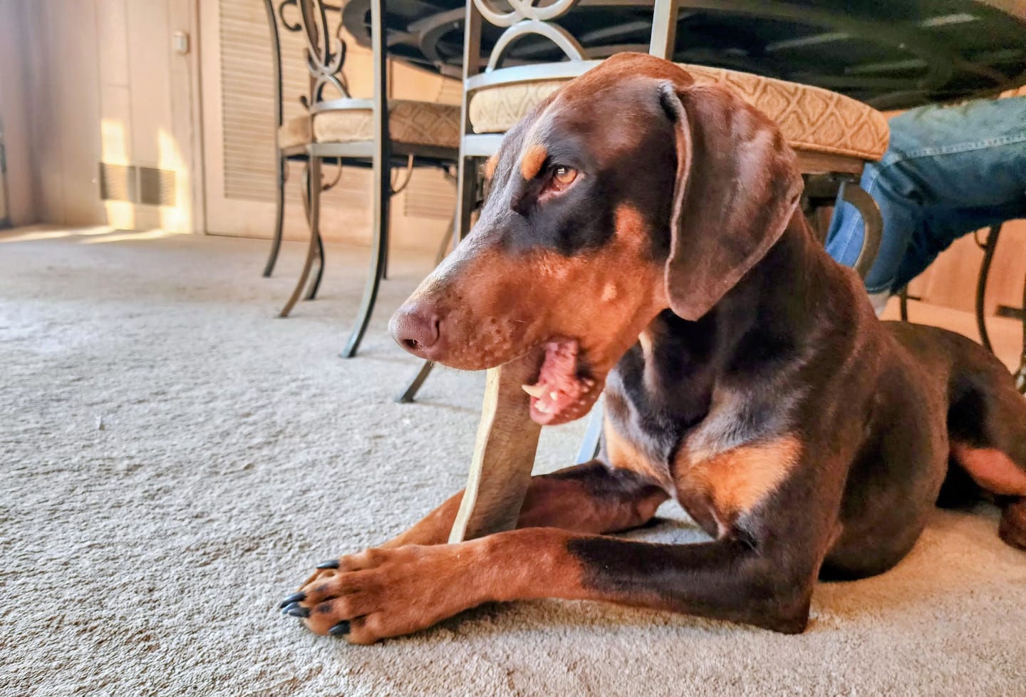 Customer photo review of Large Moose Chew