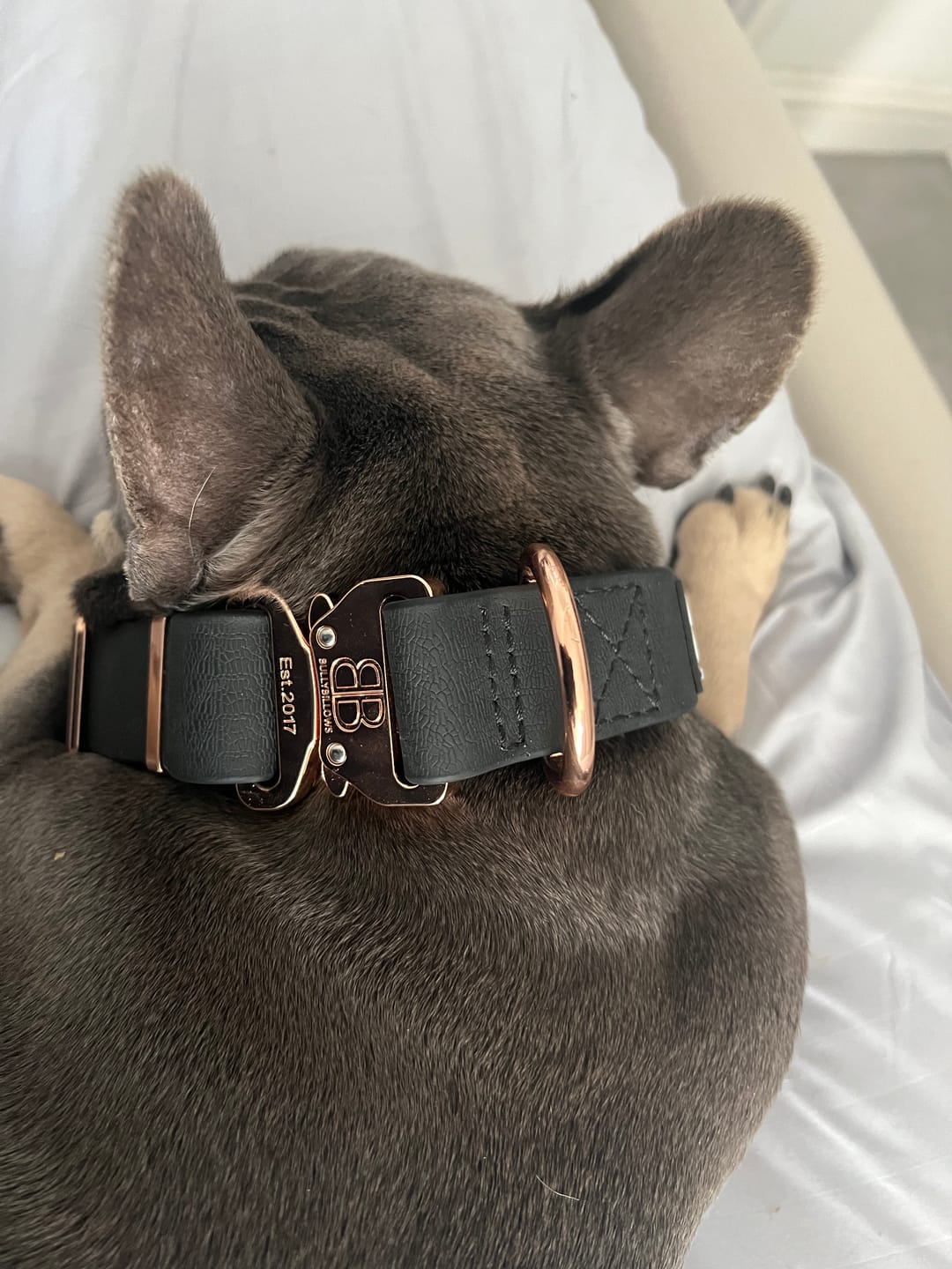Customer photo review of Dog ID Tag - Rose Gold (With Gift Box)