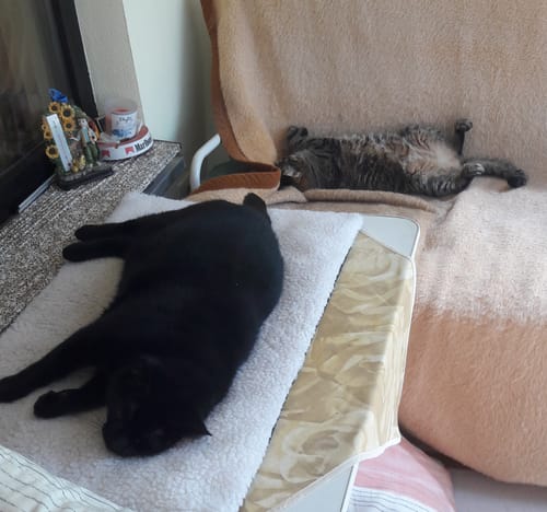 Customer photo review of Naturreines Katzenstreu - Angebot