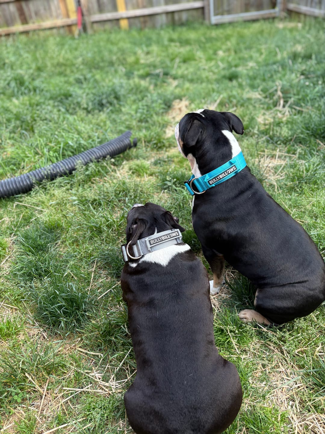 Customer photo review of 5cm Combat® Collar | With Handle & Secure Clip - Light Blue