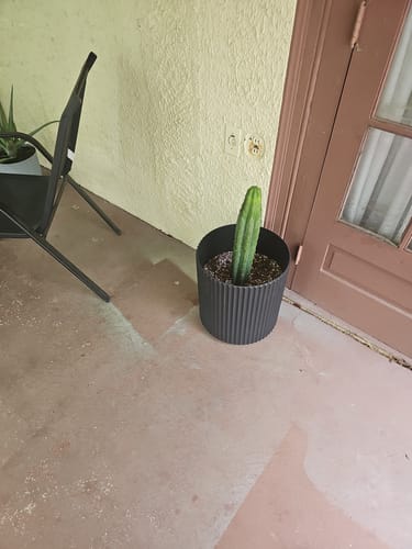 Customer photo review of San Pedro Cactus | Trichocereus (Echinopsis) Pachanoi