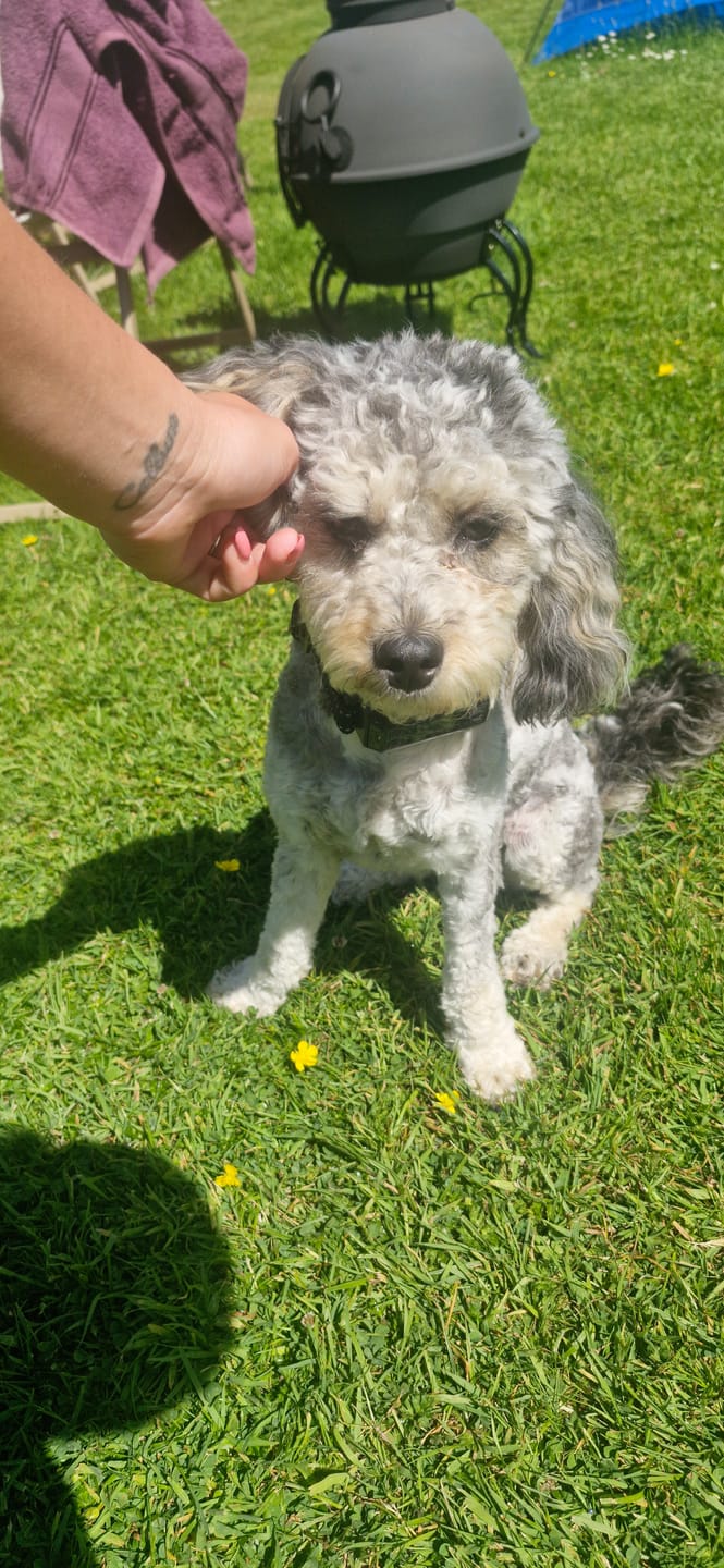 Customer photo review of GPS Dog Fence F8 | for Small, Medium and Large dogs