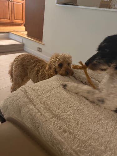 Customer photo review of USA Turkey Tendons