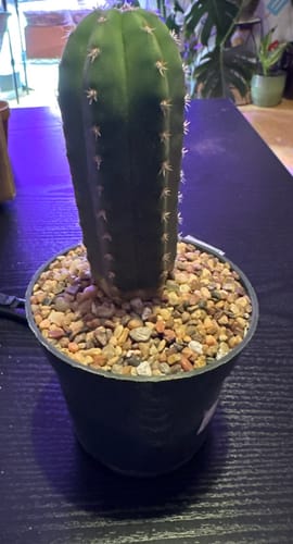 Customer photo review of San Pedro Cactus | Trichocereus (Echinopsis) Pachanoi