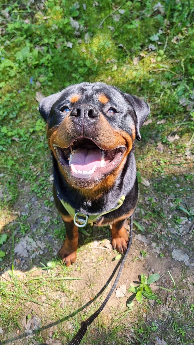 Customer photo review of Anti Pull Harness | With Handle & Lighter | Hurricane Harness - Olive Green