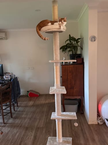 Customer photo review of Pawz Floor to Ceiling Cat Tree 230-275cm