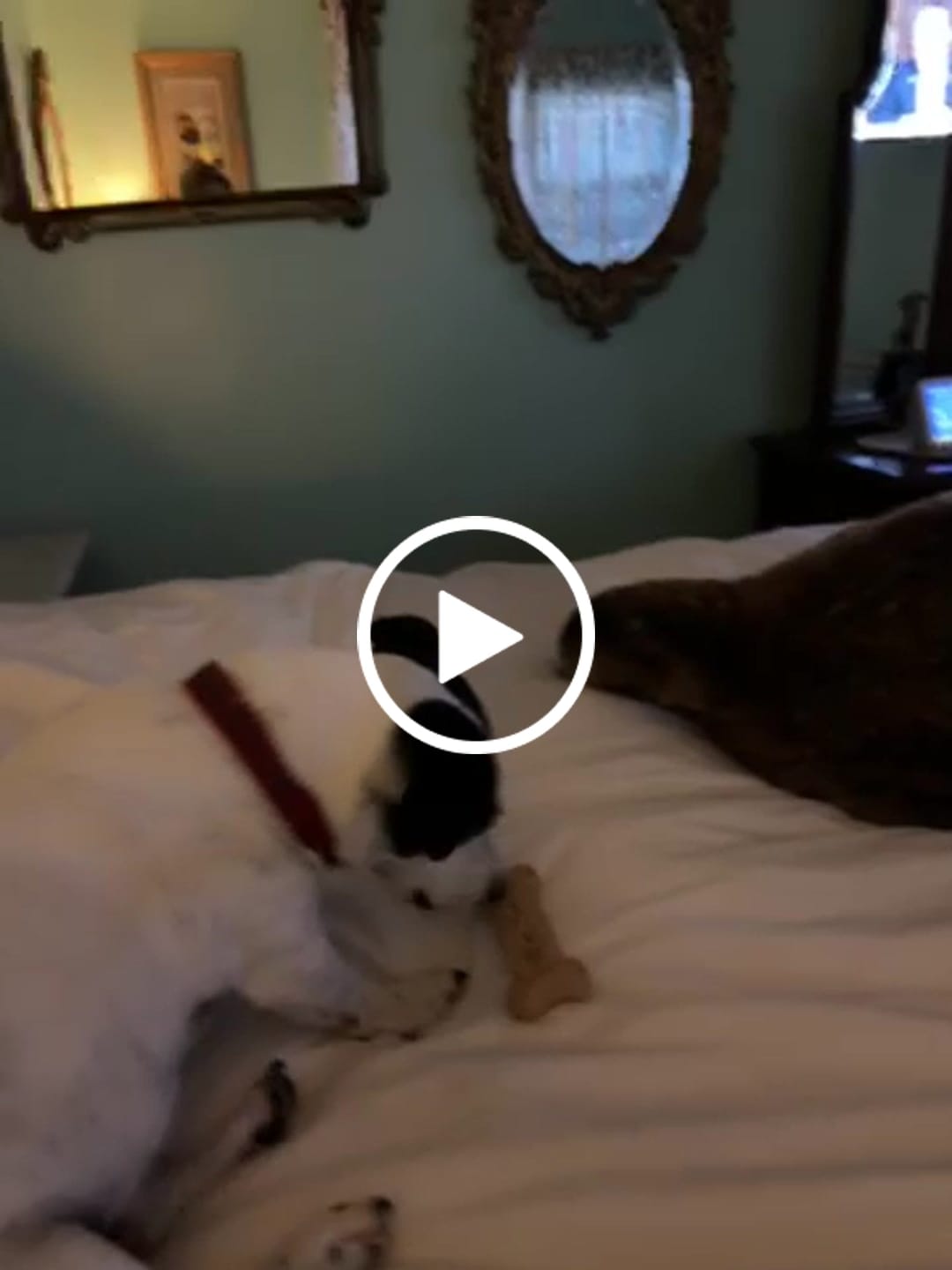 Customer video review of Bully Bargain Bag