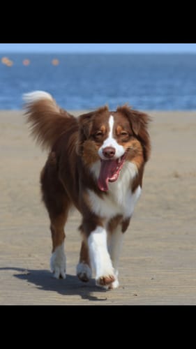 Customer photo review of Nature Protect