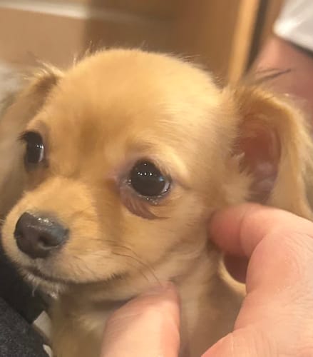 Customer photo review of FunFunPet 高機能ハーネス（お名前タグ作成サービス付き）