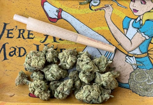 Customer photo review of Gusher Mintz - 14 Grams Littles - Hybrid