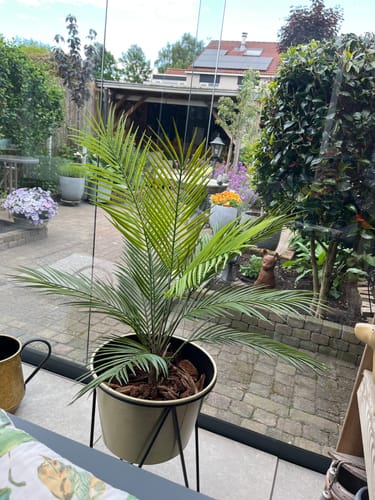 Customer photo review of Kunstpalm 80cm UV