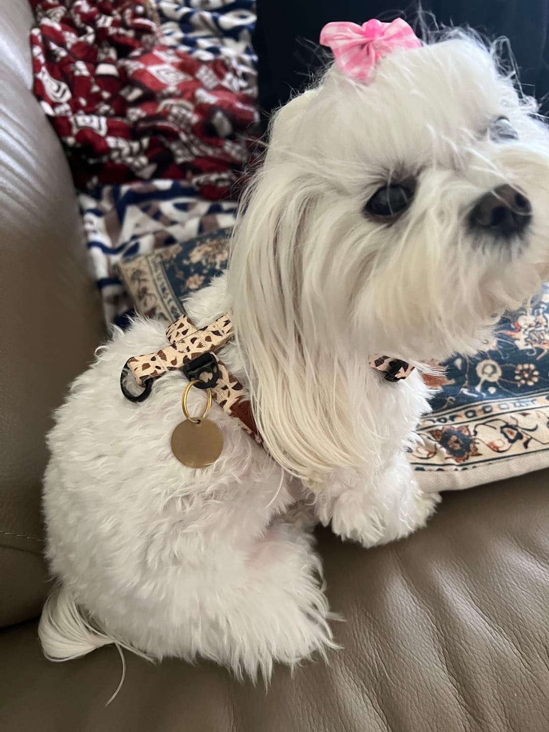 Customer photo review of Szelki guard "Beige Terrazzo" - czarne okucia