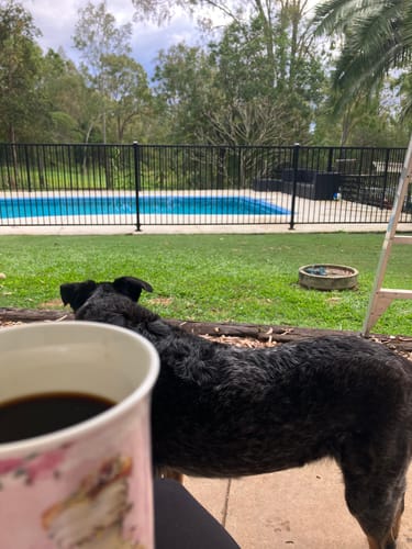 Customer photo review of Chaga Mushroom Extract 30:1