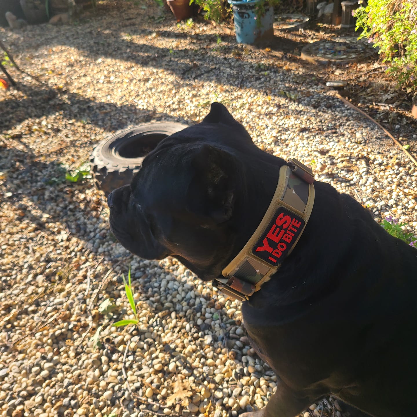 Customer photo review of ProGuard Patches