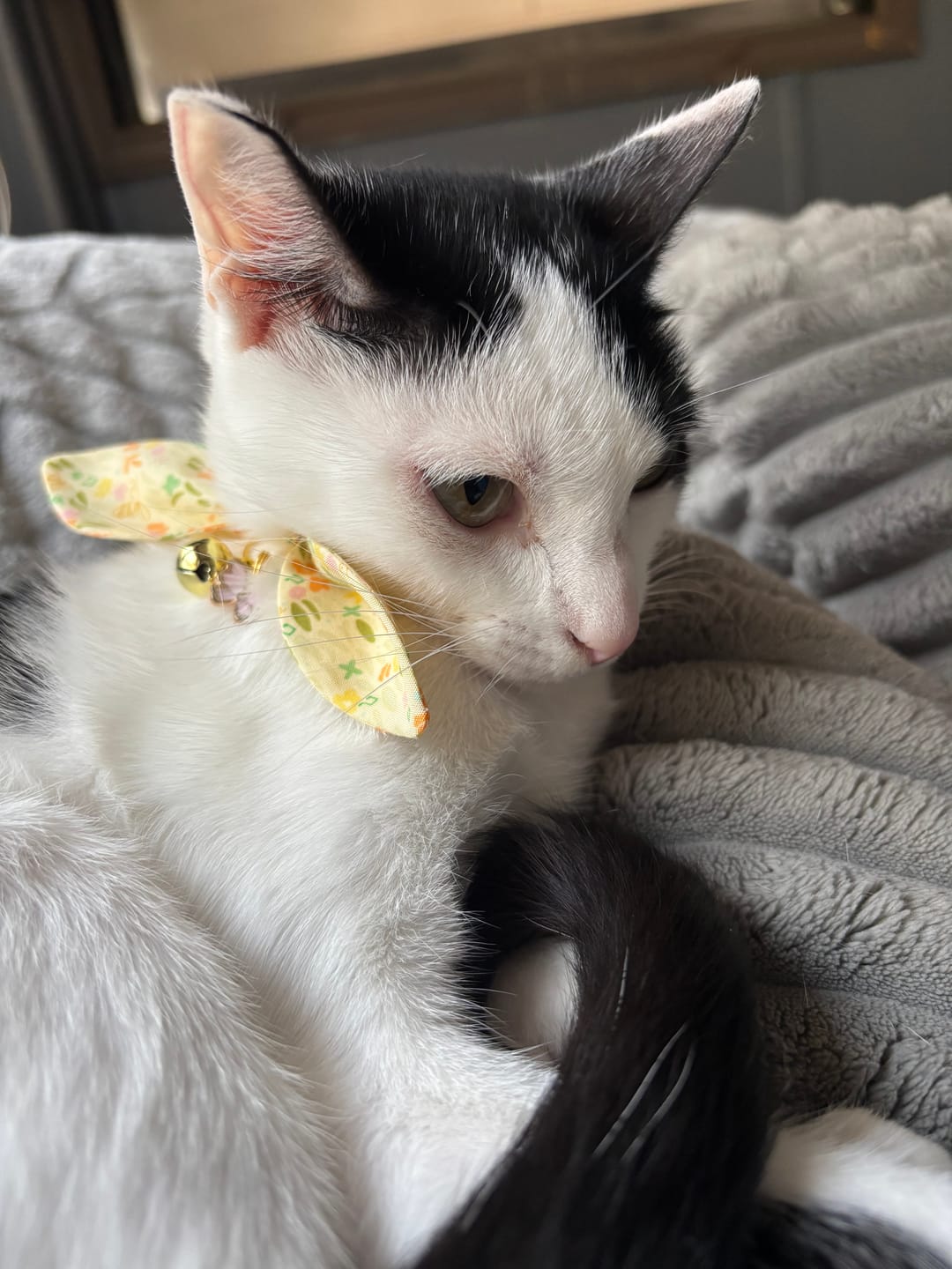 Customer photo review of Yellow Floral Print Cat Collar with Charm