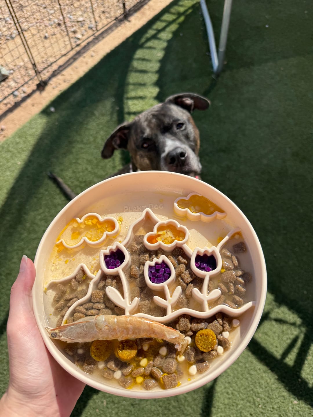 Customer photo review of "The Meadow" Lickmat Slow Feeder