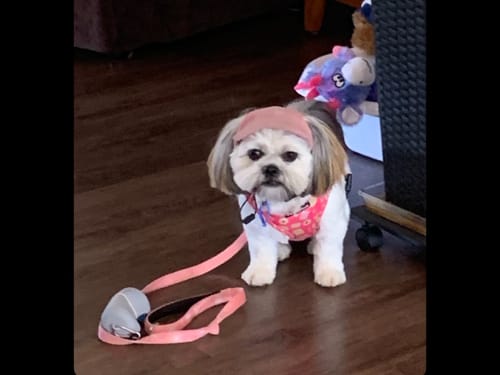 Customer photo review of TWOMOODLES DOG HATS