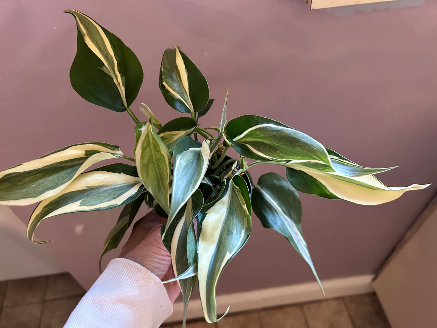 Customer photo review of Philodendron hederaceum 'Rio' - 3"