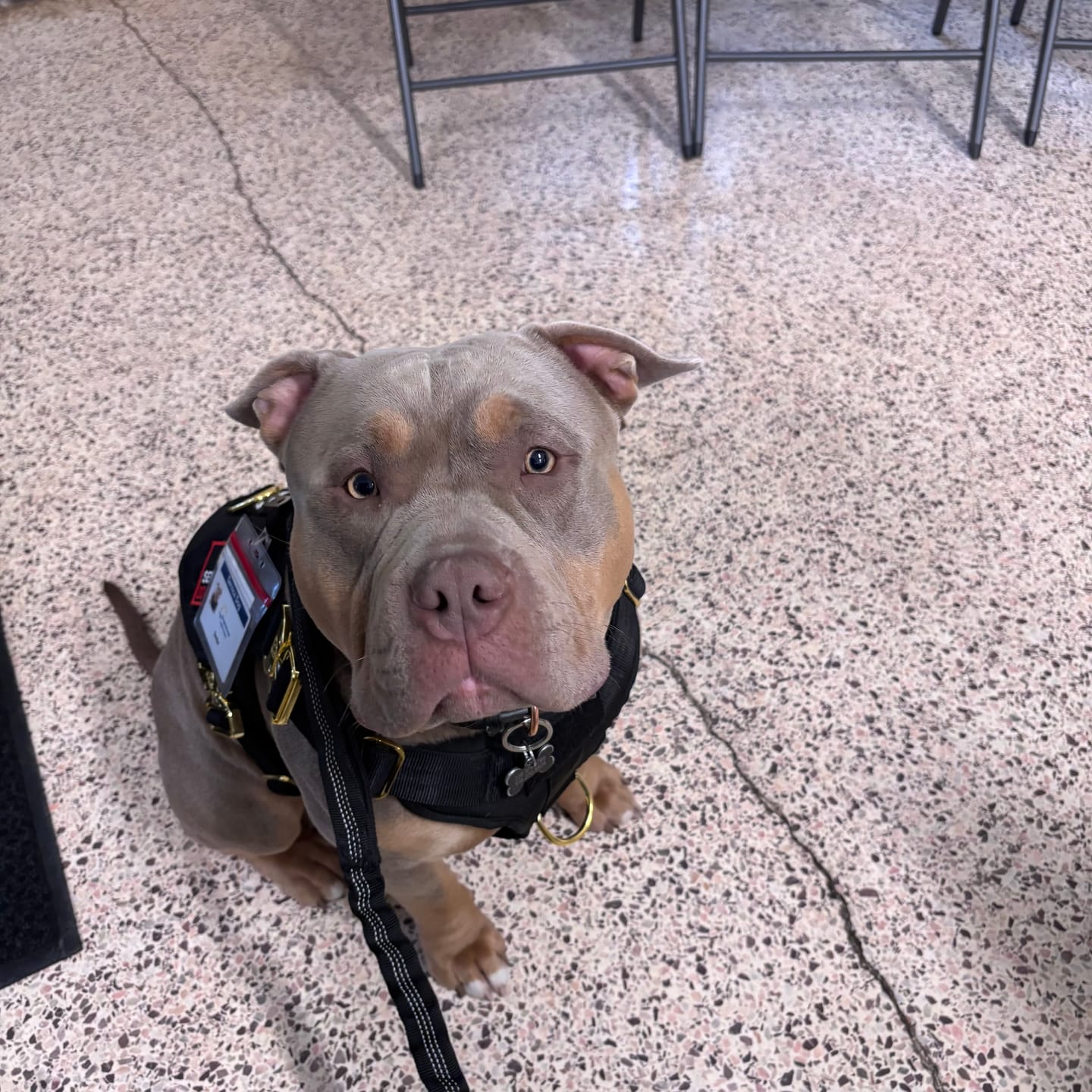 Customer photo review of HNTR 3.0 Dog Harness - Noir