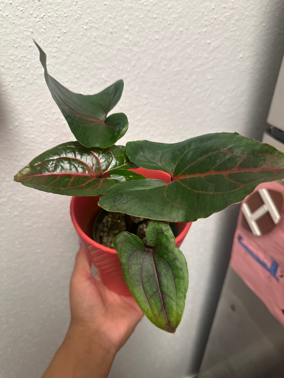 Customer photo review of Cyrtosperma johnstonii