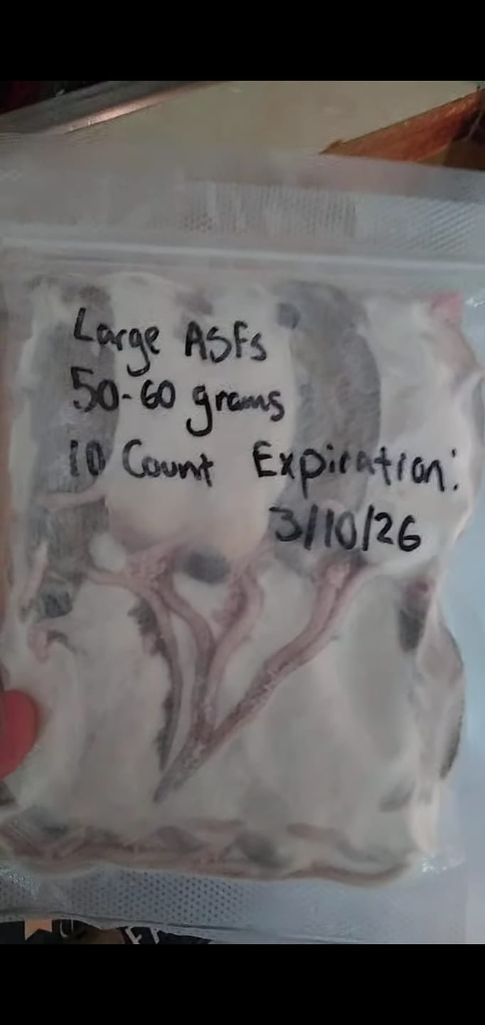 Customer photo review of Large African Soft Fur Rats (10 Count)