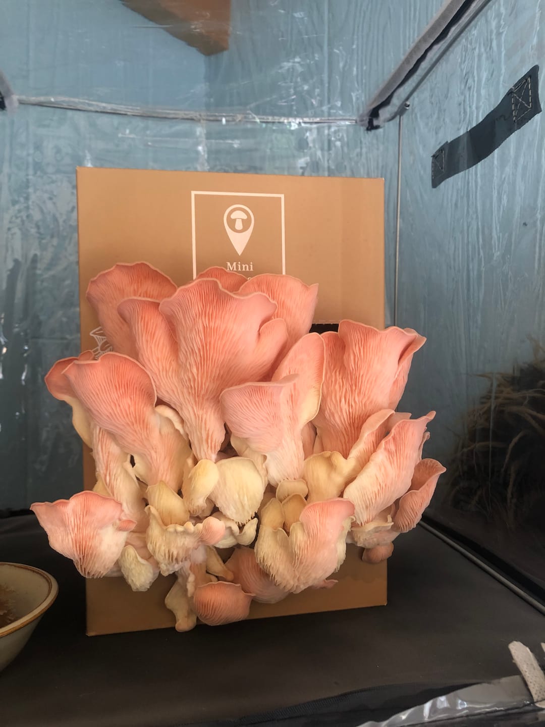 Customer photo review of Essentials Bundle Gift Set + Grow Kit