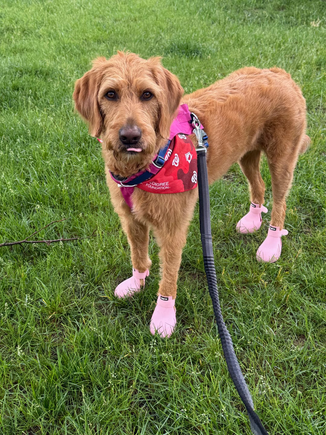 Customer photo review of WagWellie® Single