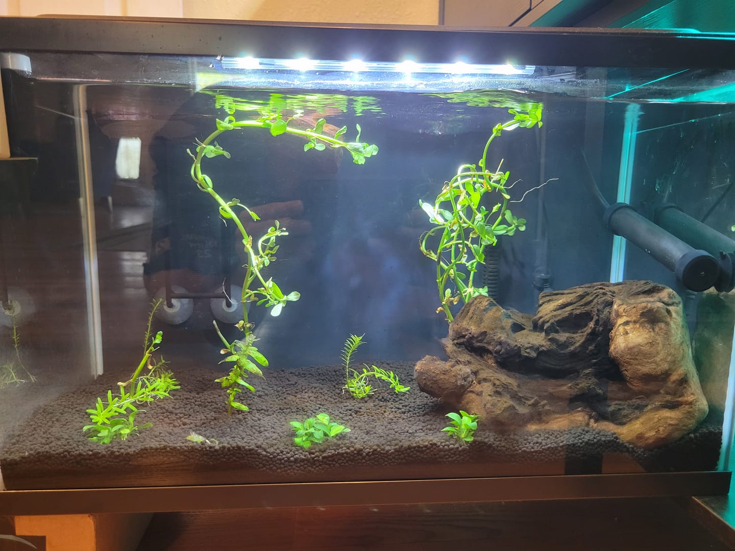 Customer photo review of Bacopa Monnieri 'Moneywort'