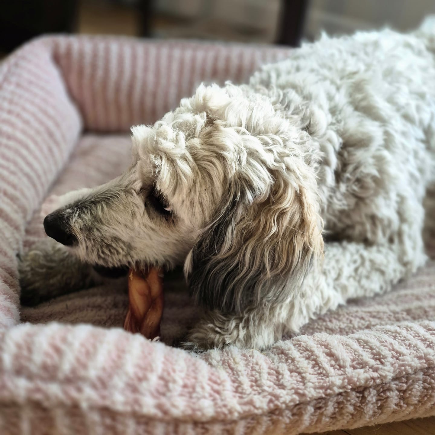 Customer photo review of 6 Inch Monster Braided Bully Stick