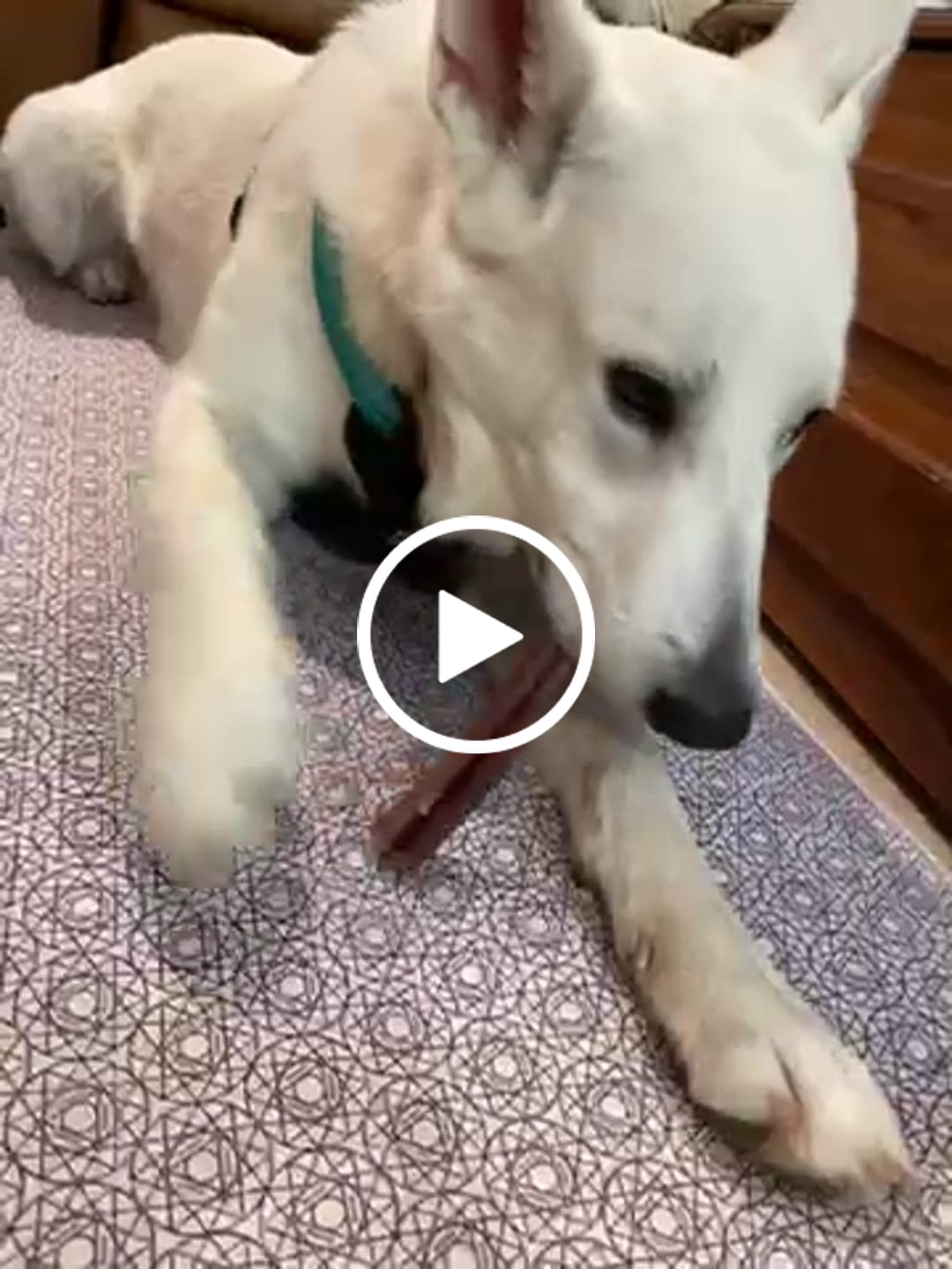 Customer video review of 10"-12" American Jumbo Smoked Bully Sticks