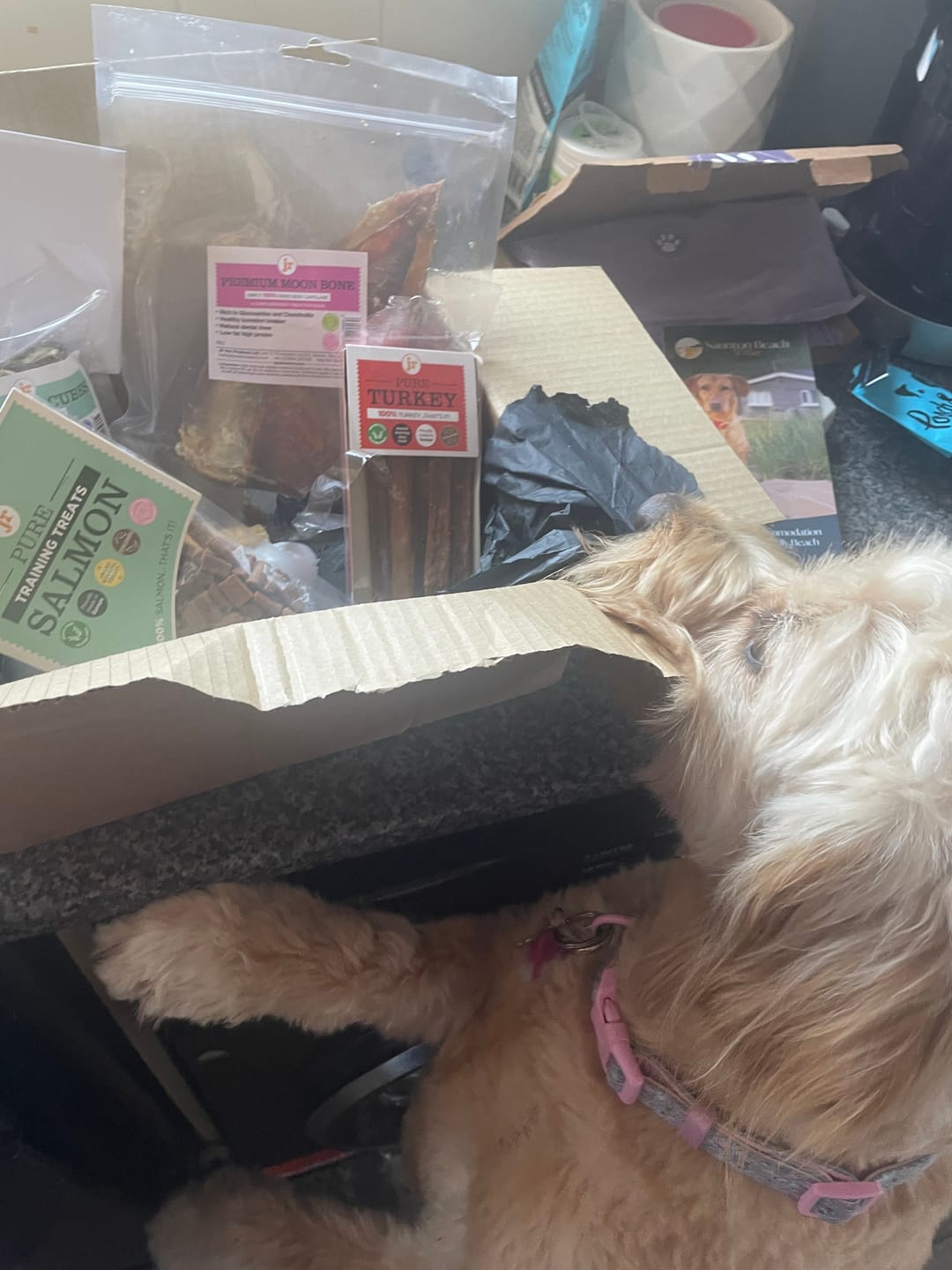 Customer photo review of JR Pet Products Treat & Chew Bundle | Natural, Monthly Variety Box for Happy Dogs
