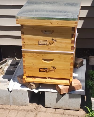 Customer photo review of MayBee Hives Unassembled 10 Frame Deep Bee Box BeesWax Coated Bee Hives Includes Pine Wood Frame, BeesWaxed Foundation Sheets