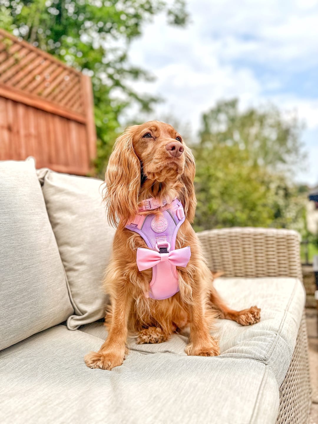 Customer photo review of Trail & Glow Dog Harness - COLOUR DROPS® - Love that for you