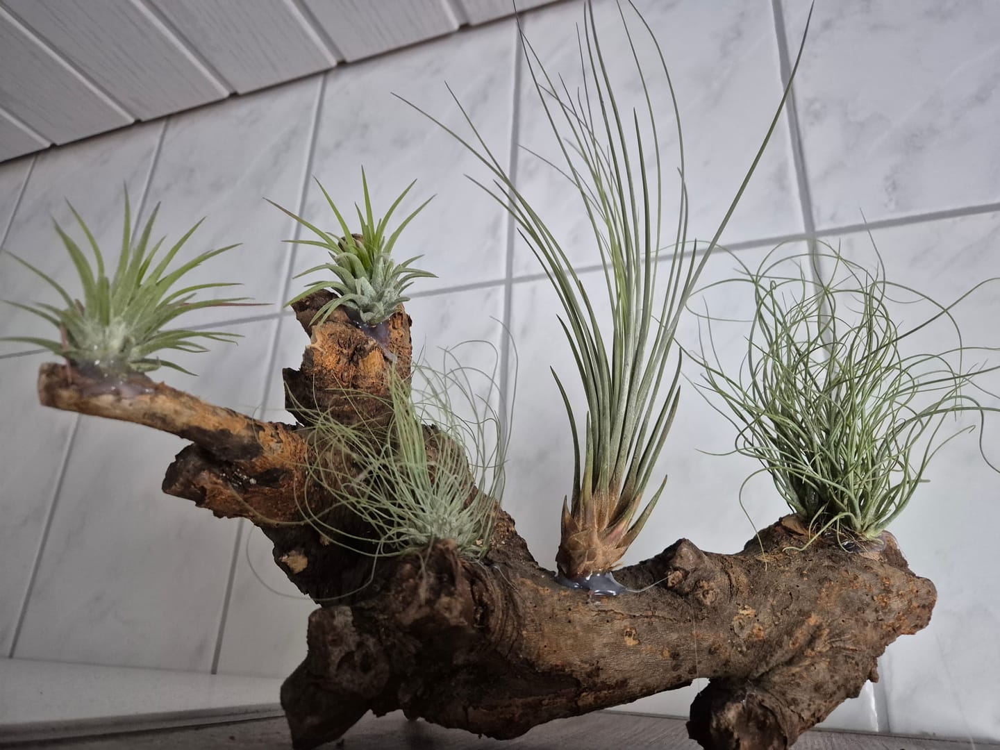 Customer photo review of Deko Wurzel