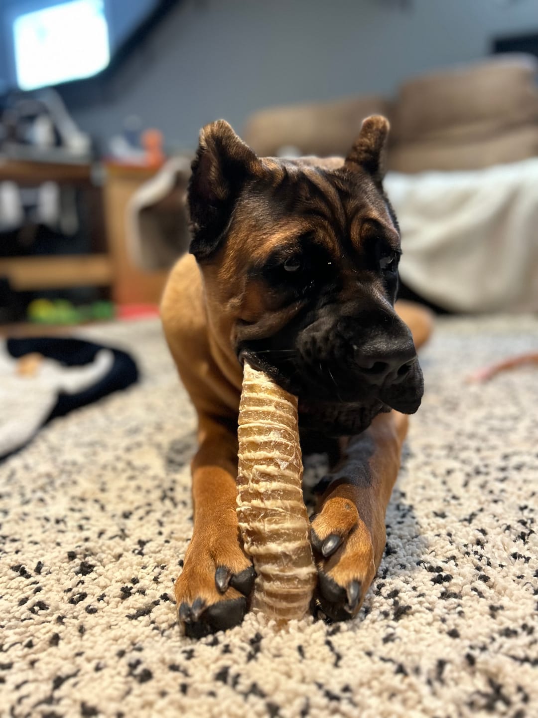 Customer photo review of 12 Inch Beef Trachea