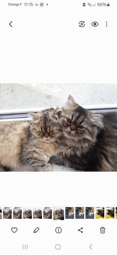 Avis photo d'un client sur Croquettes Chat Stérilisé Sans Céréales - Poulet