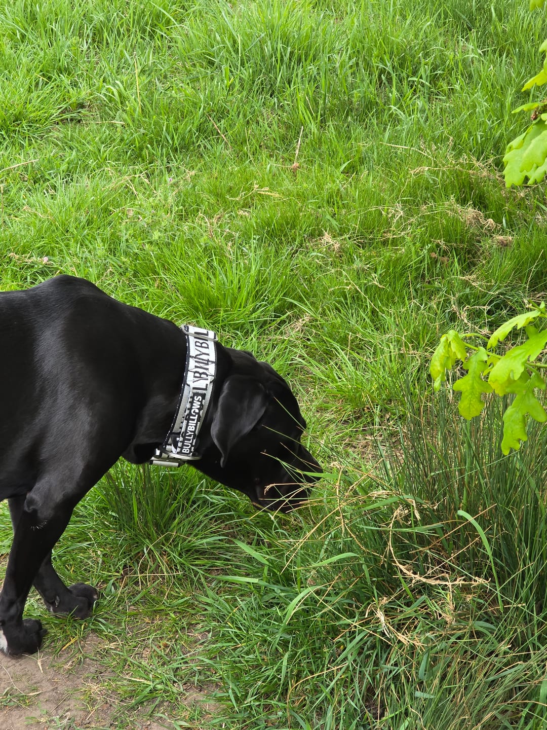 Customer photo review of Muzzle | Flexi & Legal Requirement - S-XL Breeds - Black