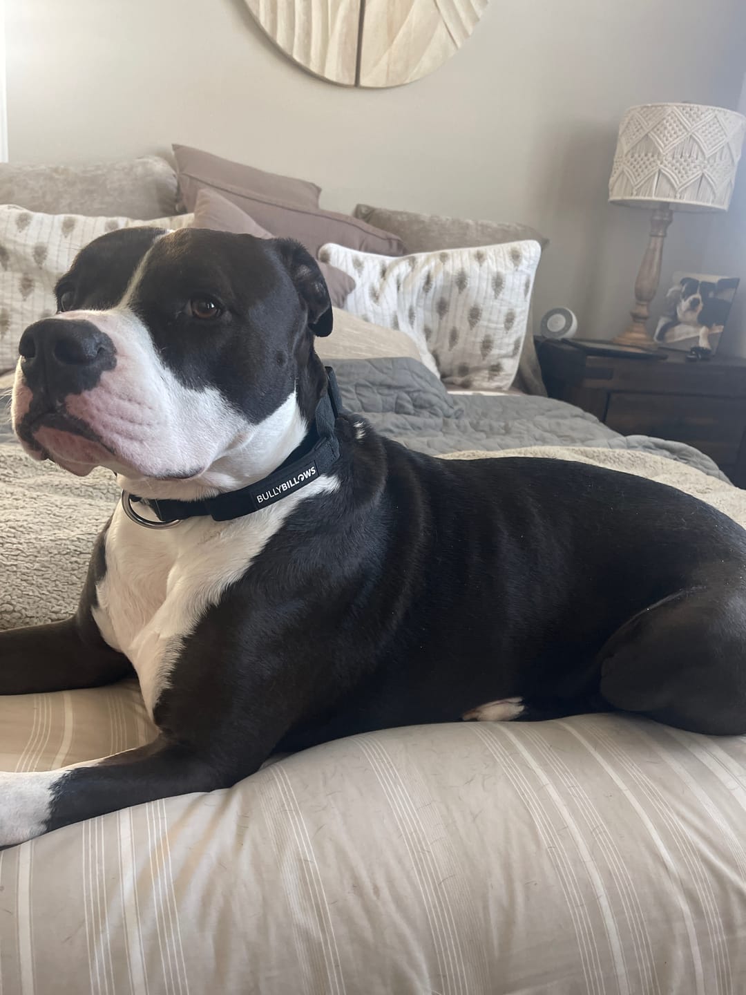 Customer photo review of 4cm Combat® Collar | Handle & Rated Clip - Black