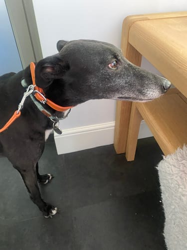 Customer photo review of Padded Sighthound Collars