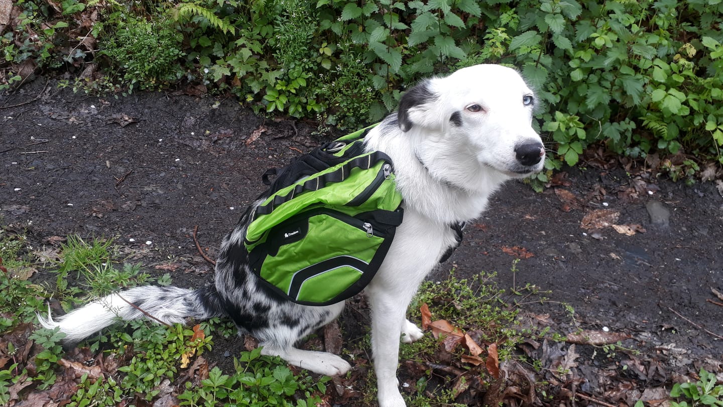 Customer photo review of Sac de bât pour chien Truelove