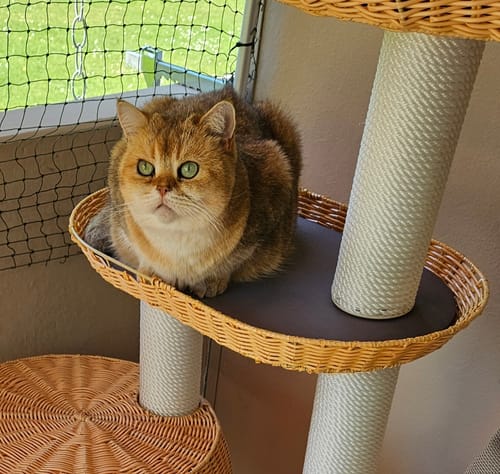 Customer photo review of Naturreines Katzenstreu