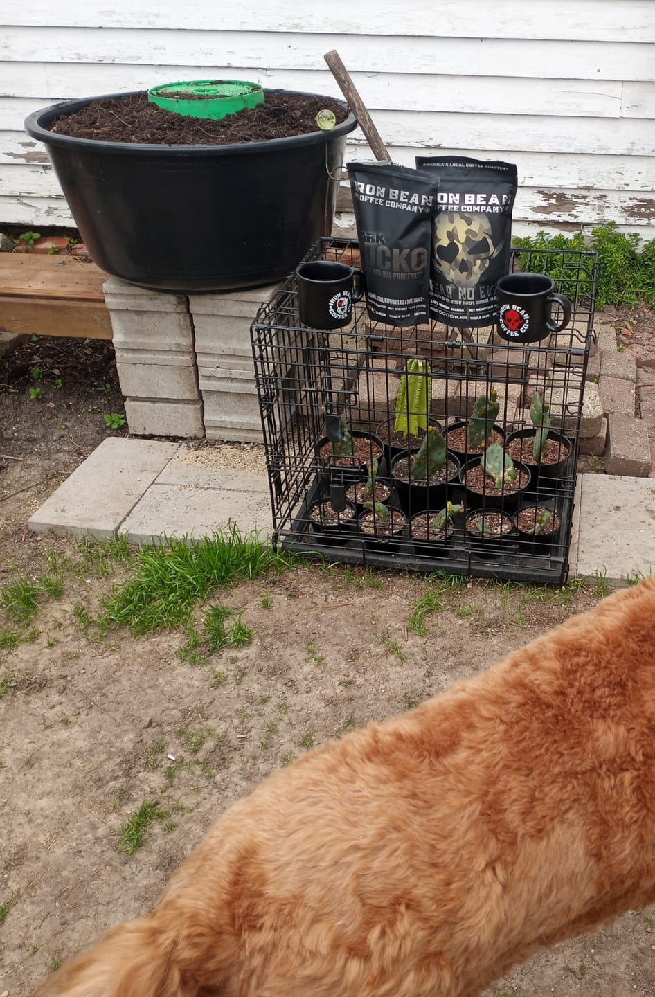 Customer photo review of Fear No Evil™ - Black Roast