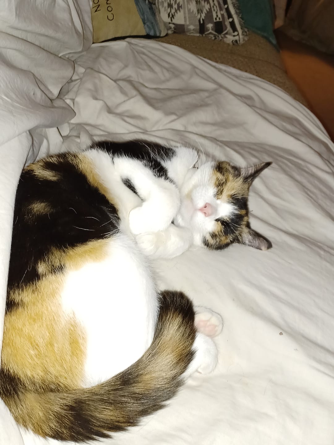 Customer photo review of Cat Calming & Aggression Aid