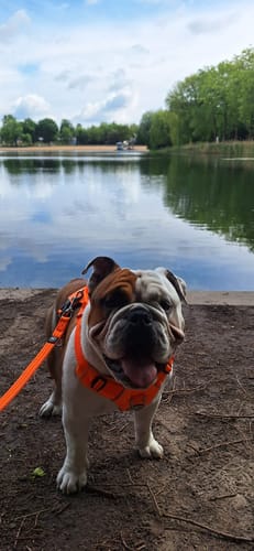 Customer photo review of Air Harness | Anti-Pull & With Handle - Orange