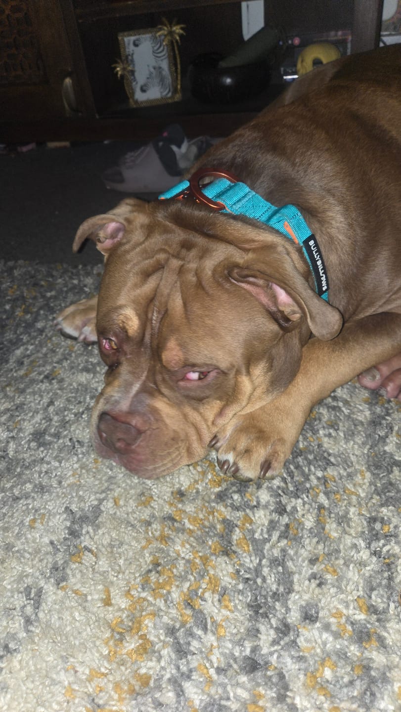 Customer photo review of 4cm LIGHTER Combat® Collar | Handle Rated Clip - Turquoise & Orange
